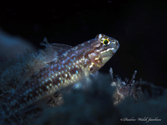 Coryphopterus dicrus