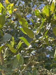 Prunus buxifolia