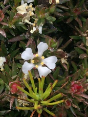 Pyxidanthera barbulata