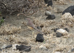 Rhodophoneus cruentus