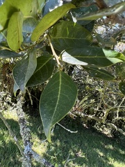 Prunus buxifolia