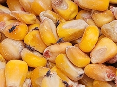 Sitophilus zeamais