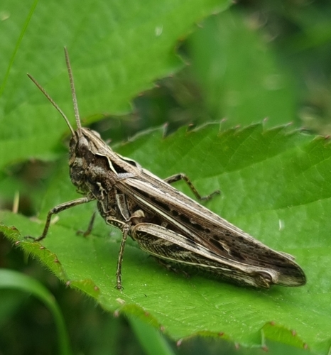 Common Field Grasshopper, photo 4 of 10