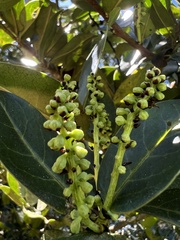 Prunus buxifolia