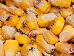 Sitophilus zeamais