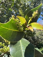 Prunus buxifolia