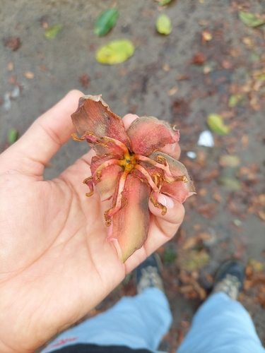 Spirotheca rosea, photograph 5