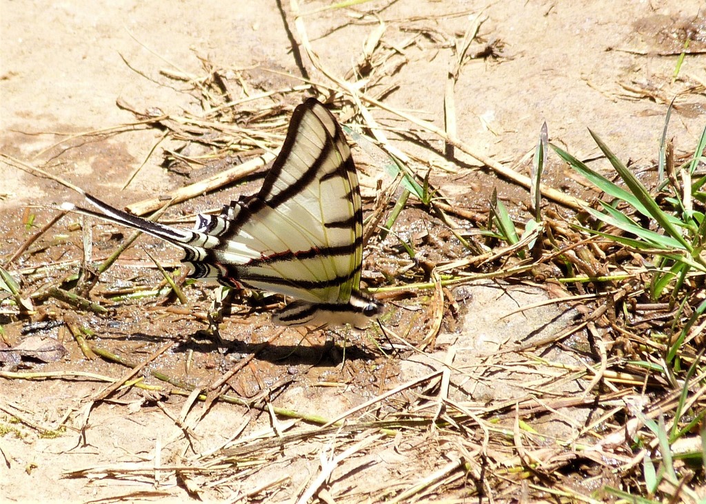 Protesilaus helios