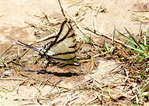 Protesilaus helios