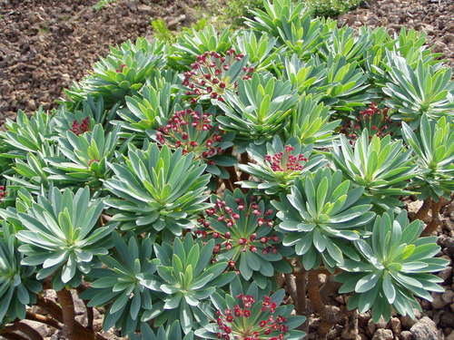 Image of Euphorbia Atropurpurea (Euphorbia atropurpurea) by (c) Christian Berg, some rights reserved (CC BY)