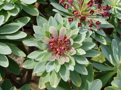 Euphorbia atropurpurea image