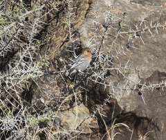 Melaniparus fringillinus
