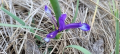 Iris sintenisii