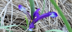 Iris sintenisii