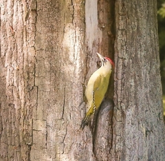 Picus canus × viridis
