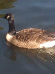 Branta canadensis