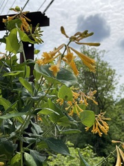 Lonicera sempervirens sempervirens