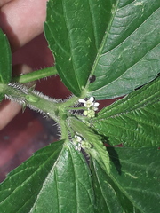 Caperonia castaneifolia