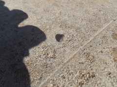 Armadillidium vulgare