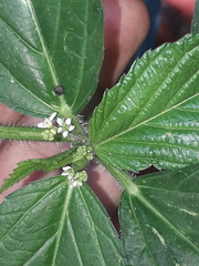 Caperonia castaneifolia