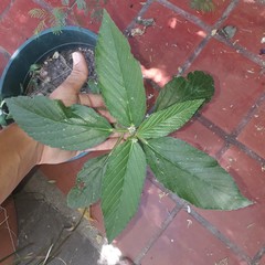 Caperonia castaneifolia