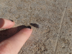 Armadillidium vulgare
