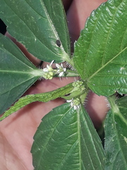 Caperonia castaneifolia