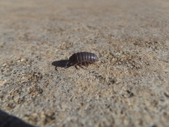 Armadillidium vulgare