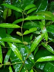 Piper eucalyptifolium