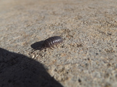 Armadillidium vulgare