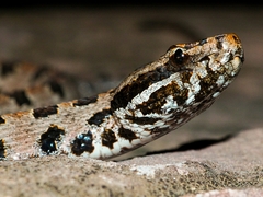 Sistrurus miliarius streckeri