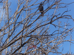 Corvus brachyrhynchos