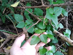 Leidesia procumbens