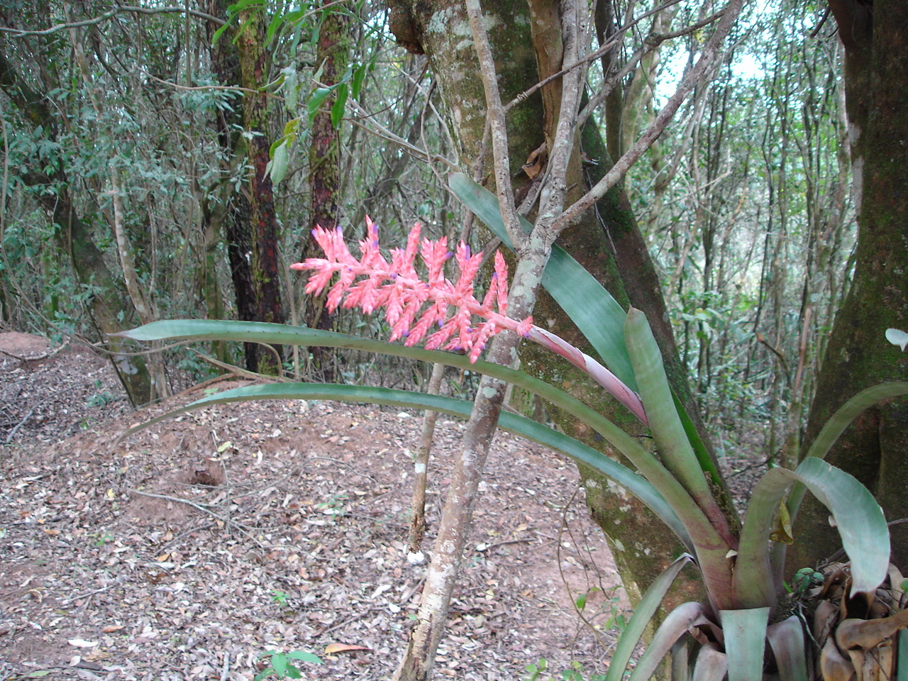 Aechmea distichantha