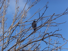 Corvus brachyrhynchos