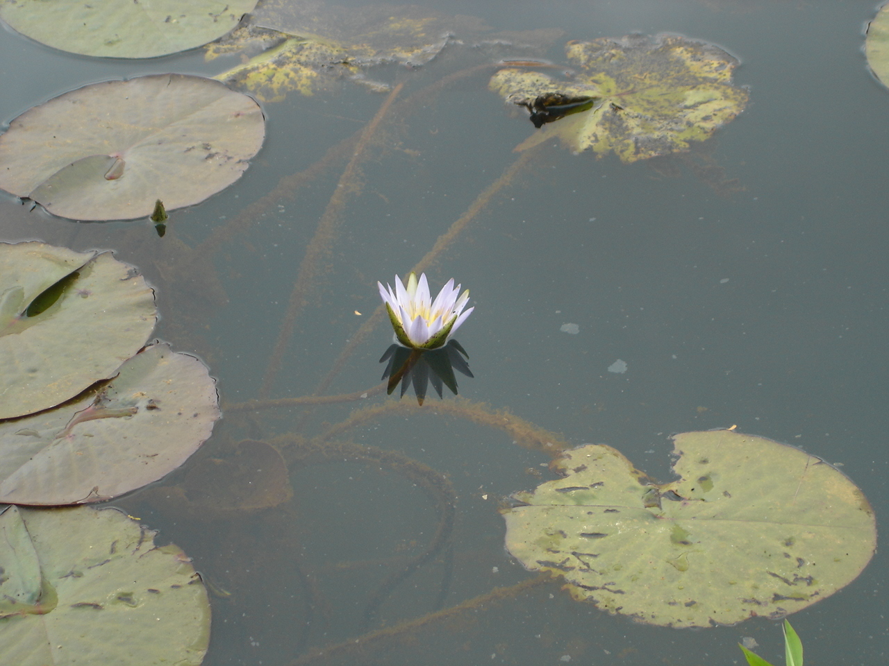 Nymphaea nouchali