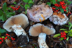 Cortinarius lilacinocolossus