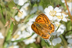 Lycaena virgaureae