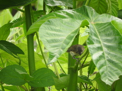 Myiophobus fasciatus