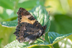 Aglais urticae