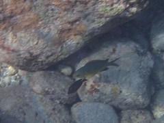 Pycnochromis vanderbilti