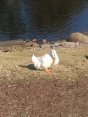 Anas platyrhynchos domesticus