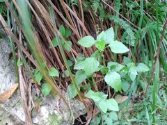 Leidesia procumbens