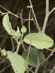 Sida chrysantha