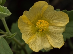 Sida chrysantha