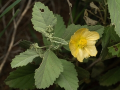 Sida chrysantha