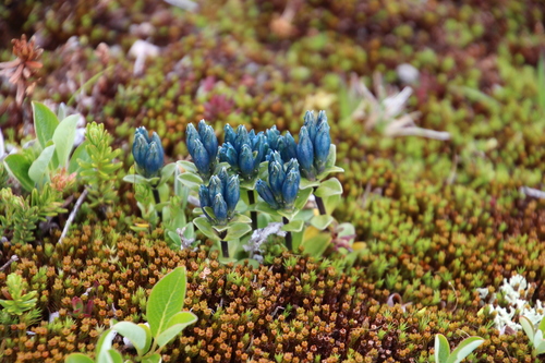 Gentiana glauca iNat (1)