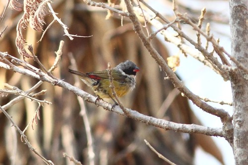 iNaturalist image