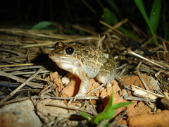 Leptodactylus fuscus