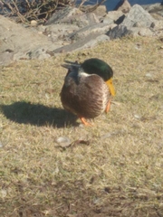 Anas platyrhynchos domesticus